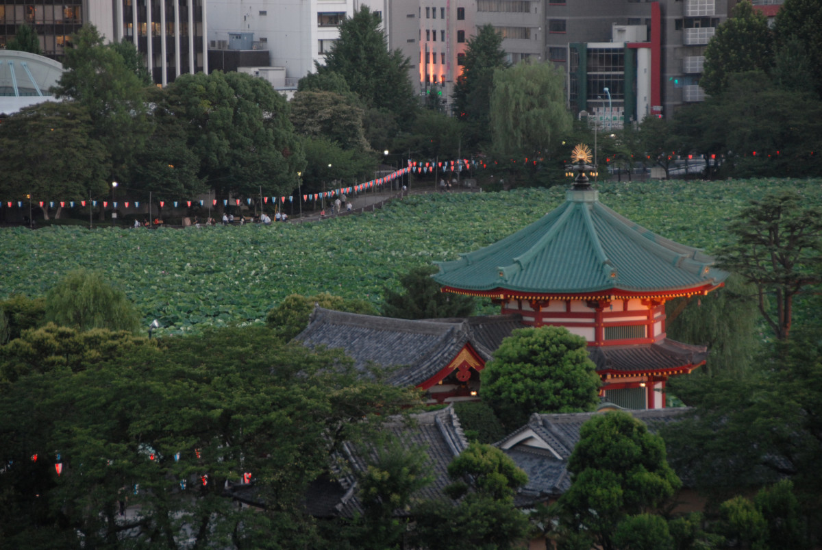 夜の不忍池